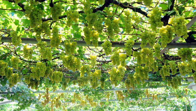 Ông Ở vừa trồng vừa rút kinh nghiệm và tham khảo bạn bè và hình thành một giàn nho như hiện tại. Ảnh: Báo tin tức