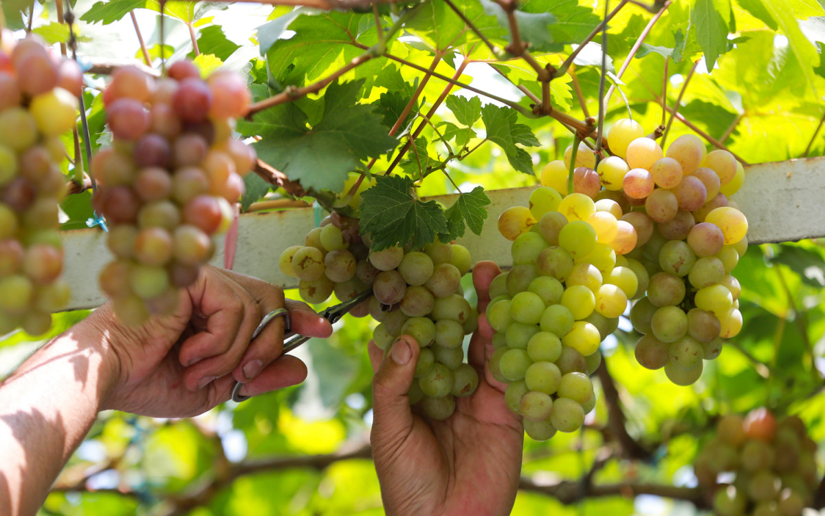 Giàn nho xanh mướt giữa những khối bê tông ở Sài Gòn. Ảnh: Vnexpress