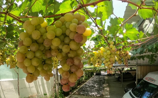 Vốn sẵn niềm đam mê, ông Ở thử nghiệm ghép với nho rừng, cải tạo thổ nhưỡng cho phù hợp với khí hậu ở TP HCM thì cây phát triển xanh tốt. Ảnh: Tổ quốc