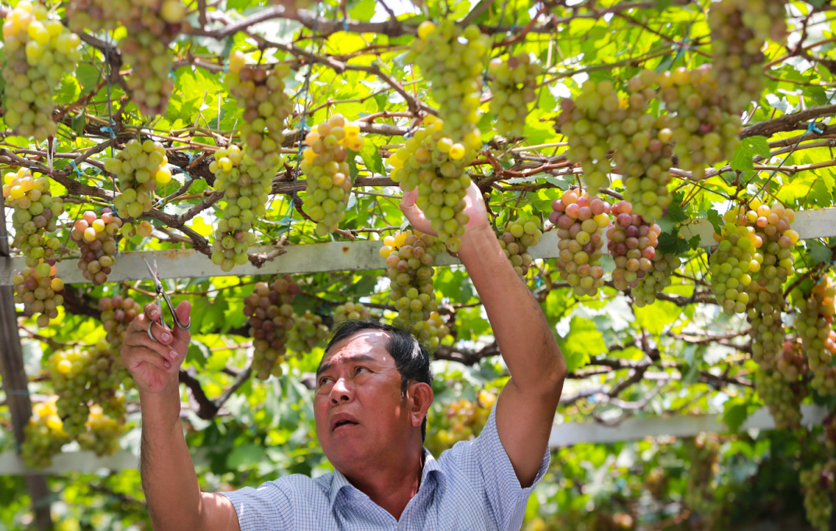 Nho bình thường 1kg có 30-40 quả nhưng nho ông trồng khá to, chỉ 20 quả 1 kg. Ảnh: Vnexpress