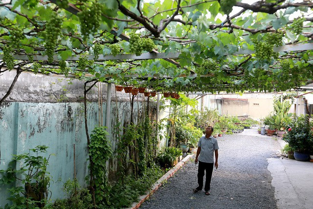 Năm 2010, ông Ở ra Phan Rang (Ninh Thuận) du lịch và được bạn cho hai cây giống về trồng thử. Trong qua trình trồng, chỉ còn một cây sống, cho trái nhỏ như hạt tiêu và có vị rất chua. Ảnh: Dân trí