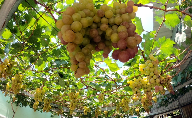 Vì ở thành phố nên ông Ở không có điều kiện trồng tập trung mà rải rác mỗi nơi một ít. Bạn bè đến chơi đều thích thú khi thấy vườn nho sum sê ngay giữa Sài Gòn. Ảnh: Báo tin tức