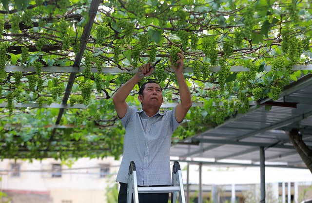 Vườn nho của ông Ở có khoảng hơn 30 gốc với hai giống nho đỏ và xanh, mỗi năm cho thu hoạch khoảng 3 tấn nho. Ảnh: Dân trí