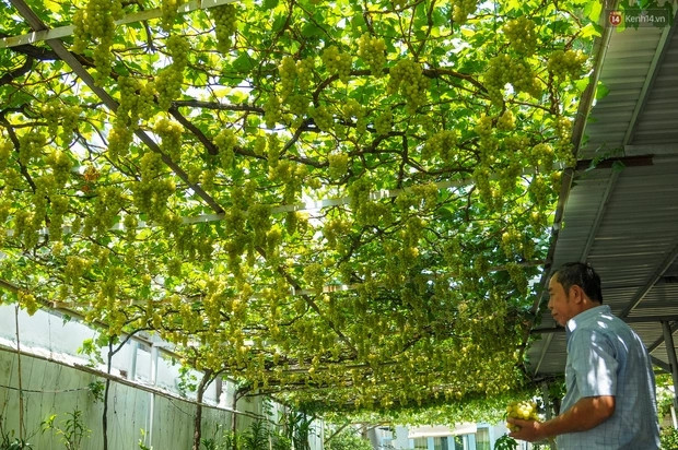 Ngoài 60 tuổi, với đam mê làm vườn, sẵn diện tích sân vườn gần 400 m2, ông Ở đã tận dụng để trồng giống nho được lấy về từ Ninh Thuận. Ảnh: Tổ quốc