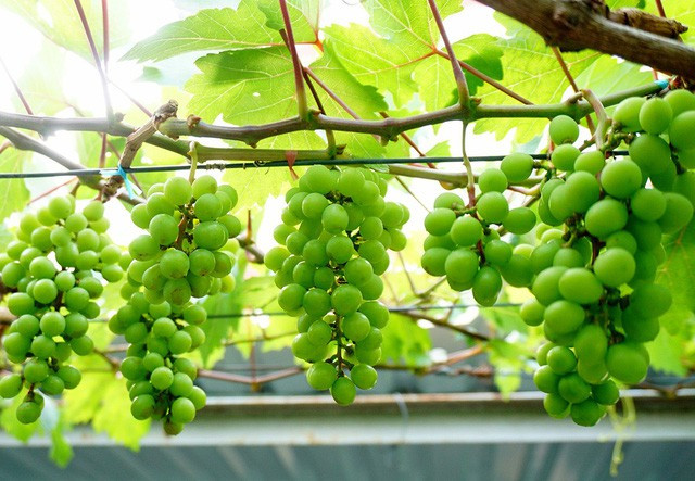 Hầu hết, khách đặt mua từ trước, có bao nhiêu khách đặt hết bấy nhiêu. Ảnh: Dân trí