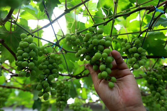 Nho trong vườn của ông Ở không phun thuốc, trái rất ngọt nên có giá từ 60.000 - 100.000 đồng/kg. Ảnh: Dân trí