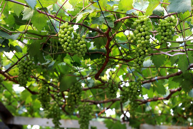 Sau khoảng 3 năm, nho mới đạt thành quả và có vị ngọt. Ảnh: Dân trí