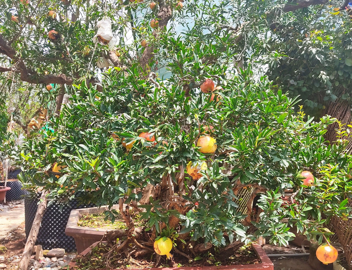 Thạch lựu bonsai trên trăm tuổi được nhà vườn rao bán 96 triệu đồng. Ảnh: Nhavuonkhanhvo