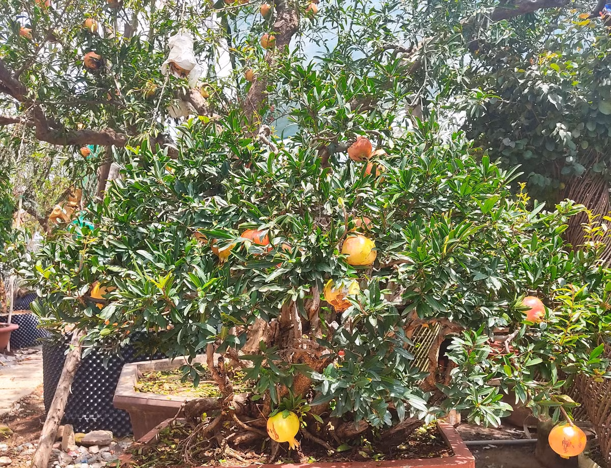 Thạch lựu bonsai trên trăm tuổi được nhà vườn rao bán 96 triệu đồng. Ảnh: Nhavuonkhanhvo