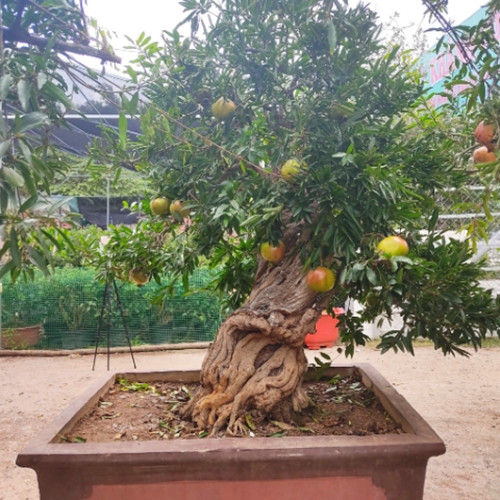 Theo giới thiệu của nhà vườn, cây lựu bonsai gốc trên 100 tuổi này có giá 120 triệu đồng. Đây là giống lựu đỏ, quả to, cho trái quanh năm. Ảnh: Nhavuonkhanhvo