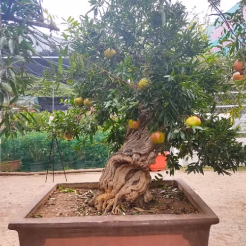 Theo giới thiệu của nhà vườn, cây lựu bonsai gốc trên 100 tuổi này có giá 120 triệu đồng. Đây là giống lựu đỏ, quả to, cho trái quanh năm. Ảnh: Nhavuonkhanhvo