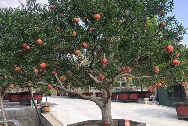 Những năm gần đây, lựu đỏ cổ thụ được nhiều khách hàng lựa chọn vừa làm cây cảnh vừa làm cây phong thủy. Ảnh: Nhavuonquyenvu