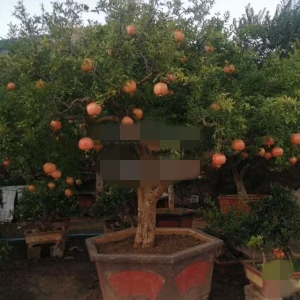 Thêm một tác phẩm lựu đỏ cổ thụ 100 năm tuổi, giá 150 triệu. Ảnh: Nhavuonngoclam