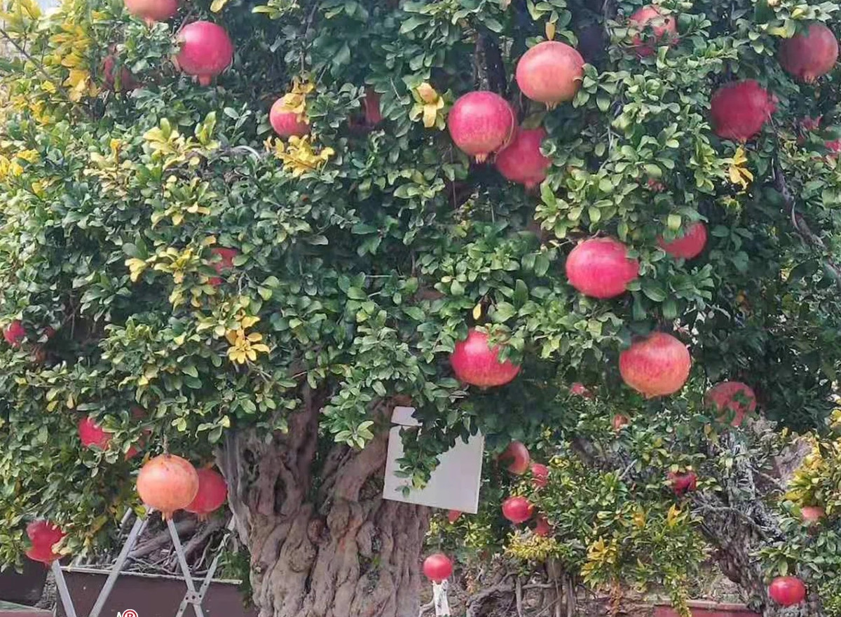 Lựu đỏ khổng lồ hàng trăm năm tuổi khiến giới sinh vật cảnh mê mẩn. Ảnh: Nhavuonkhanhvo