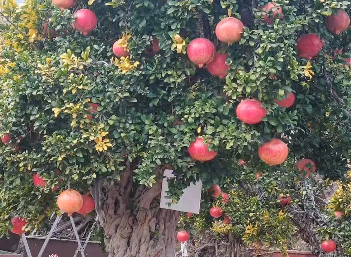 Lựu đỏ khổng lồ hàng trăm năm tuổi khiến giới sinh vật cảnh mê mẩn. Ảnh: Nhavuonkhanhvo