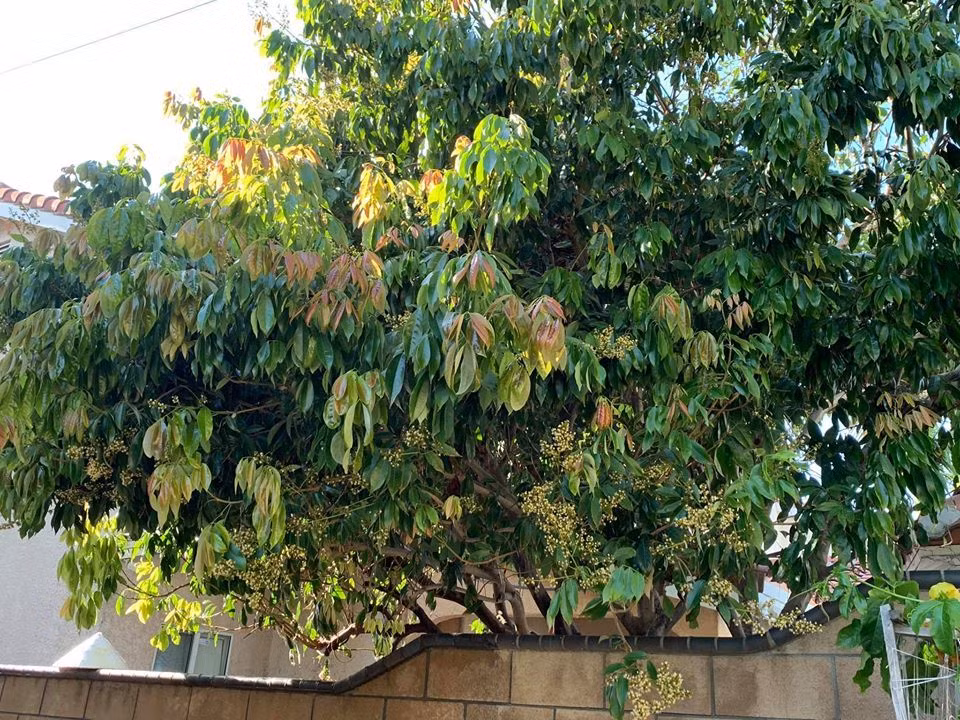 Cây ăn quả có cây tán rộng, che mát cho không gian sống.