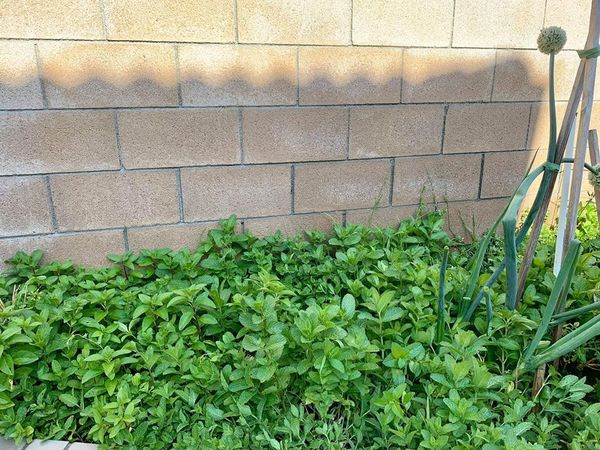 Khu vườn trong biệt thự của ca sĩ Thanh Thảo còn trồng các loại rau xanh, phục vụ bữa ăn hàng ngày.