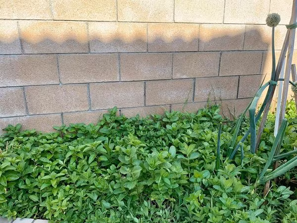 Khu vườn trong biệt thự của ca sĩ Thanh Thảo còn trồng các loại rau xanh, phục vụ bữa ăn hàng ngày.