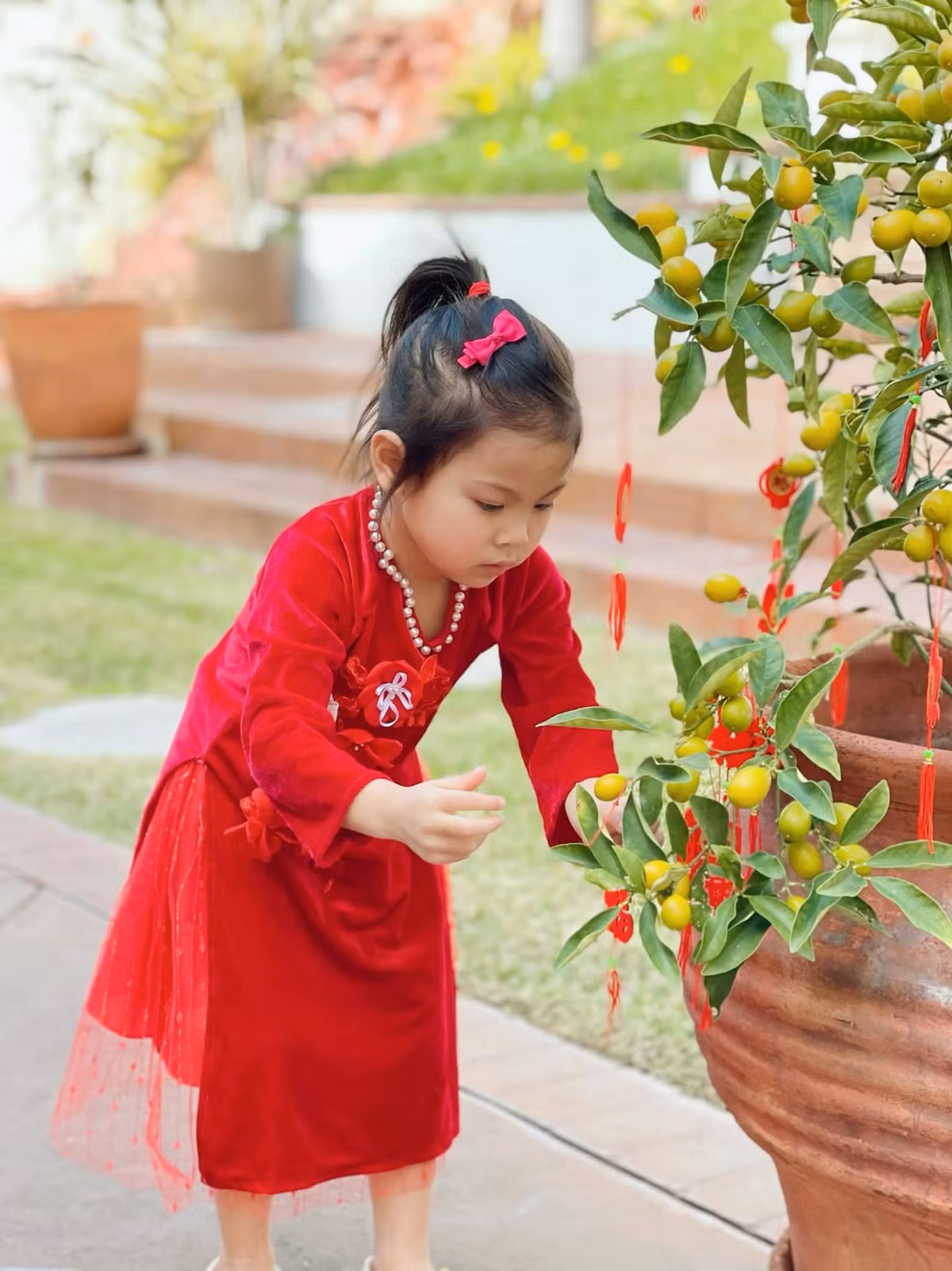 Ngoài mai, đào còn có cả quất cảnh.