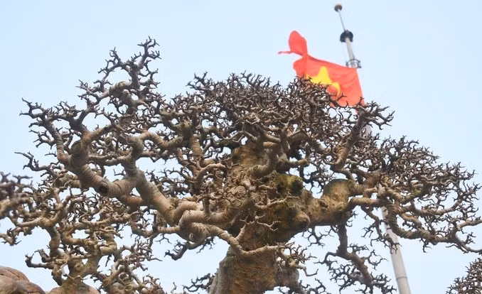 Cây duối nhìn như một gốc cây khô, sần sùi, trụi lá, thuộc hàng hiếm, được giới chuyên môn định giá khoảng 3 tỷ đồng. Ảnh: Dân trí