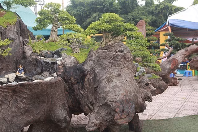 Anh Cường và cộng sự mất khá nhiều công sức để định hình và tạo thế cho tiểu cảnh. Ảnh: Dân trí