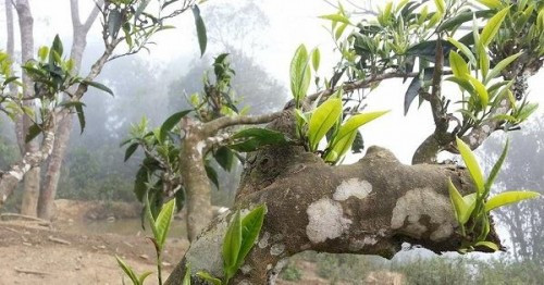 Giá của bạch trà phụ thuộc vào độ tuổi của cây. Bạch trà cổ thụ trên 500 năm giá từ 5 triệu đến cả chục triệu đồng/kg. Ảnh: Sieuthitra