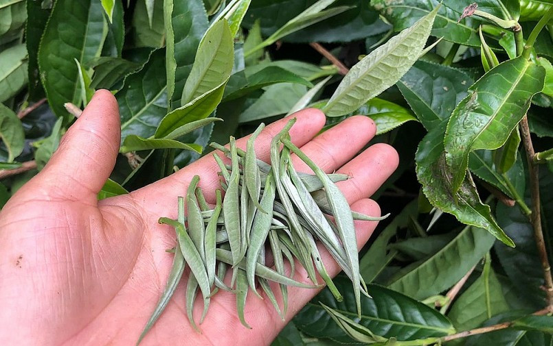 Cây trà Shan Tuyết cổ thụ vài trăm năm tuổi mọc trên đỉnh Tây Côn Lĩnh. Mùa xuân đến, cây trà Shan tuyết ngủ đông tích luỹ dưỡng chất bắt đầu đâm chồi. Ảnh: Thuonghieusanpham