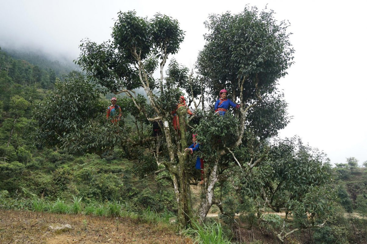 Vào những ngày đẹp trời, không mưa, ít sương mù, người dân tranh thủ hái những búp trà mập mạp được phủ một lớp lông mịn tuyết trắng bên ngoài và làm ra loại bạch trà thượng hạng. Ảnh: Internet