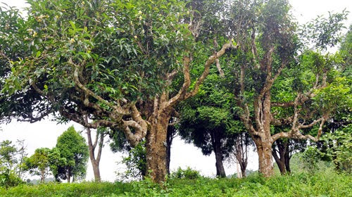 Được biết, nguồn bạch trà Shan Tuyết cổ thụ hiện không có nhiều. Lý do là quy trình thu hái và chế biến kỳ công và nguyên liệu phụ thuộc hoàn toàn vào rừng trà tự nhiên. Ảnh: LocTanCuong