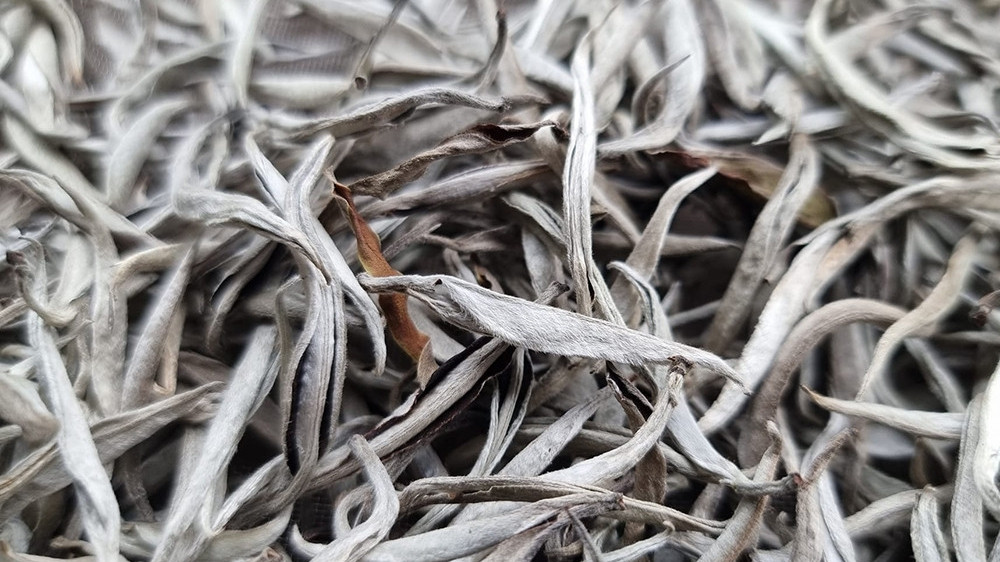 Những năm gần đây, giới nhà giàu Việt không tiếc công sức săn lùng bạch trà cổ thụ về thưởng thức hoặc làm quà biếu dịp Tết. Ảnh: Vietnamnet