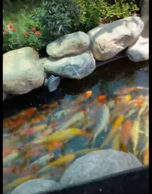 Theo tiết lộ, căn biệt thự thuộc sở hữu của một doanh nhân ở Tiền Giang. Đáng chú ý, khuôn viên bên ngoài căn biệt thự vô cùng hoành tráng và có một rãnh suối chứa 4 tấn cá Koi.