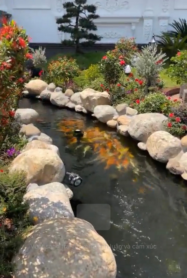 1 tấn cá Koi được mua với giá 1,5 tỷ đồng. Như vậy, 4 tấn cá Koi ước tính khoảng 6 tỷ đồng.