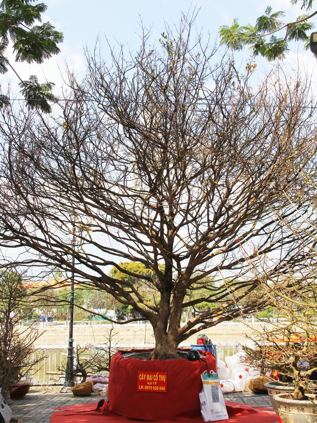 Dịp Tết vừa qua , tại chợ hoa xuân TP.Long Xuyên, tỉnh An Giang, có một cây mai vàng được chủ nhân rao bán 6,8 tỷ đồng khiến giới chơi cây cảnh trầm trồ. Ảnh: Dân Việt