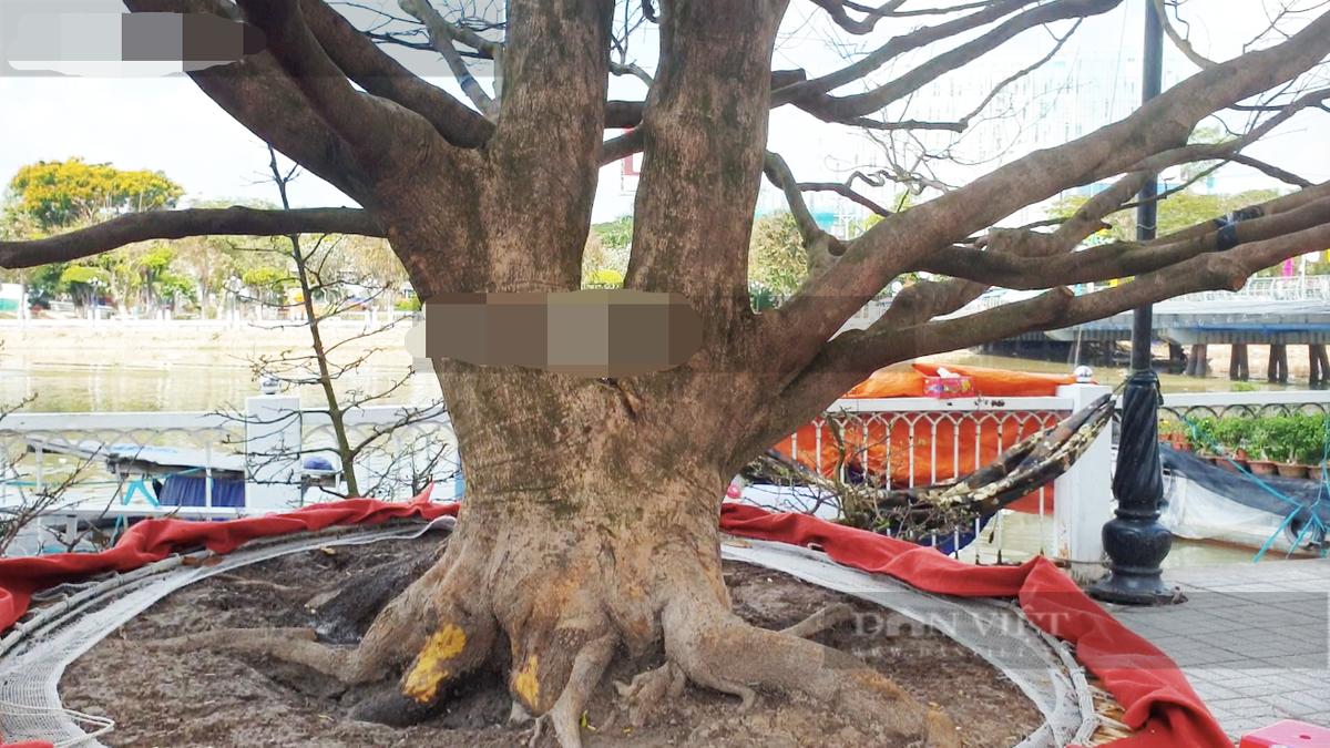 Theo tiết lộ, đây là cây mai vàng cổ có tuổi thọ trên 100 năm tuổi, được chủ nhân mua về từ tỉnh Đồng Tháp. Ảnh: Dân Việt