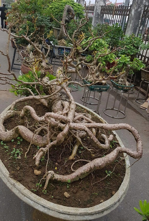 Cây cảnh có có bộ rễ loằng ngoằng nằm bò trên mặt chậu tựa như một con tôm hùm, giá lên tới trăm triệu. Ảnh: Vietnamnet