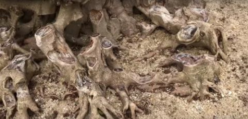 Tại triển lãm, cây sanh được chủ nhân phát giá lên tới 4 tỷ đồng. Ảnh: Người đưa tin