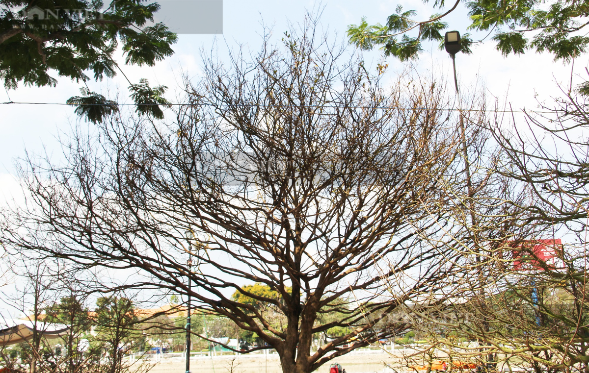 Cây mai có đế lớn, thân cao, tán rộng đều. Ảnh; Dân Việt