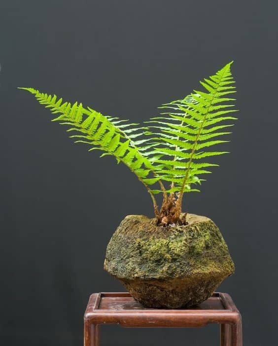 Dương xỉ là loại cây thân thảo, hình dáng tựa như chiếc lược, xanh quanh năm nên được ưa chuộng làm bonsai. Ảnh: Internet