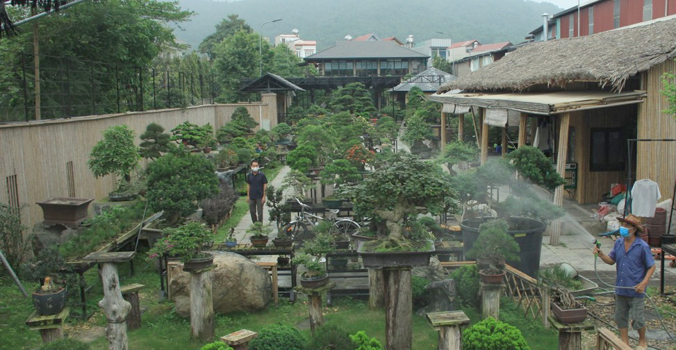 Vườn cây cảnh của anh Đinh Hồng Phong (Thị trấn Neo, Yên Dũng, Bắc Giang) rộng hơn 2000m2 trưng bày hàng nghìn cây cảnh có giá trị kinh tế cao như si đồng tiền, duyên tùng, tùng tuyết, thông đen... Ảnh: Báo Bắc Giang