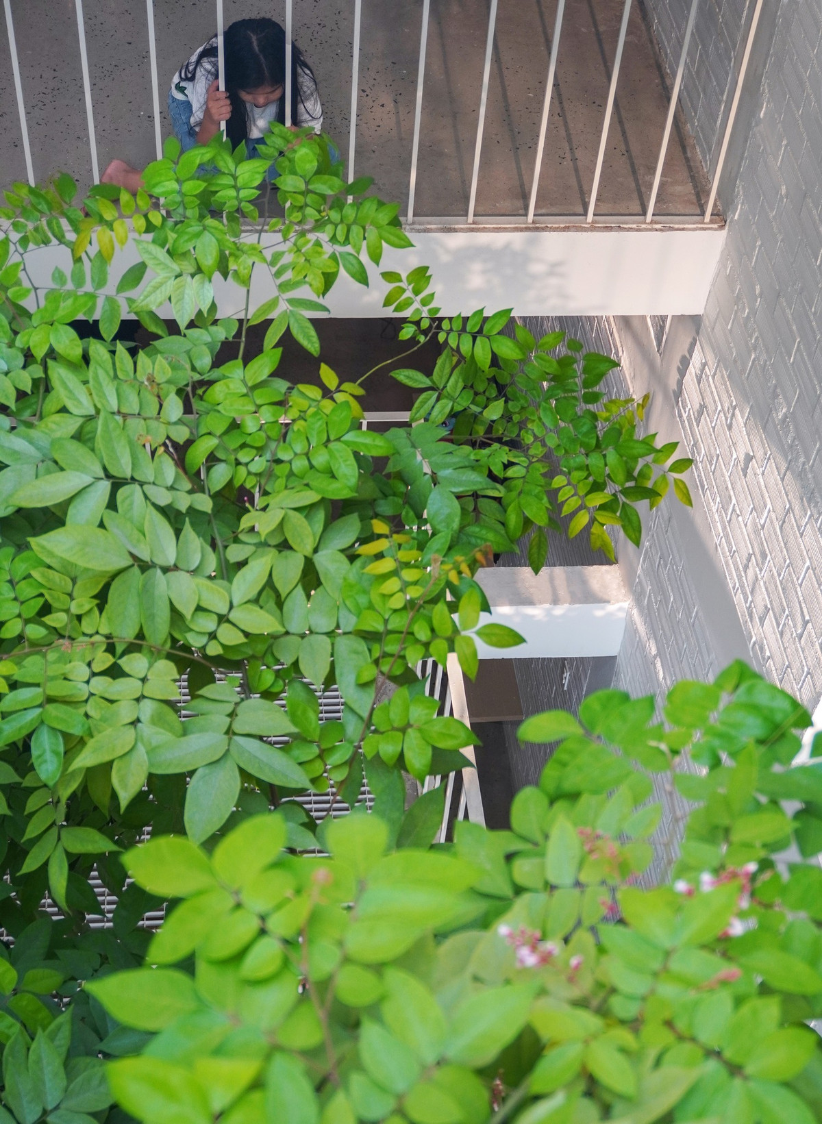 Mọi ngóc ngách trong nhà được kết nối tầm nhìn với 1 cây lớn.