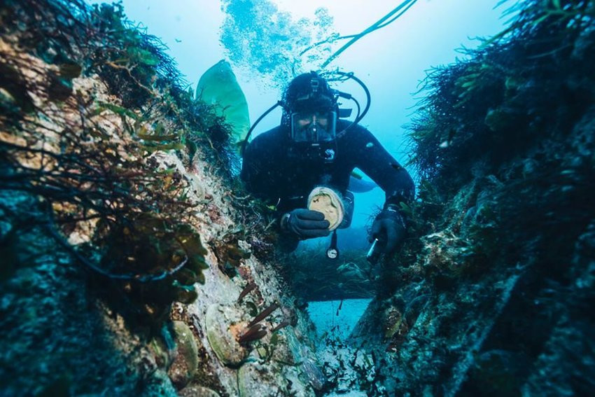 Để bắt được bào ngư to, người thợ phải lặn sâu xuống biển và tách chúng ra khỏi những tảng đá ngầm. Điều này dẫn đến năng suất thấp và đẩy giá thành lên cao. Ảnh: ResearchGate