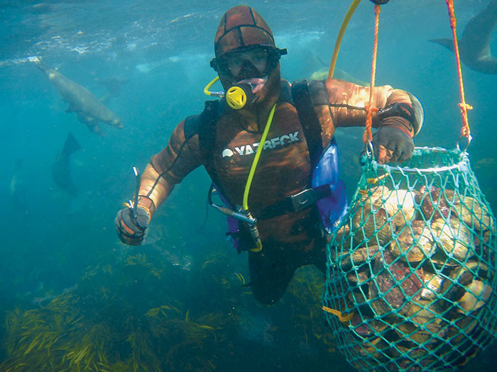 Trong khi tôm, cua, cá... có thể sử dụng lưới và các vật dụng chuyên biệt để đánh bắt thì bào ngư phải bắt bằng tay. Ảnh: DollarsAndSense
