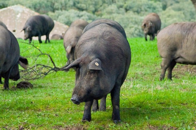 Thịt lợn phải trải qua quá trình ủ muối và chế biến khá cầu kỳ. Đùi lợn được ủ muối trong khoảng 10 ngày, sau đó, bảo quản ở nhiệt độ 0 độ C, độ ẩm 85 - 95%. Ảnh: Getty