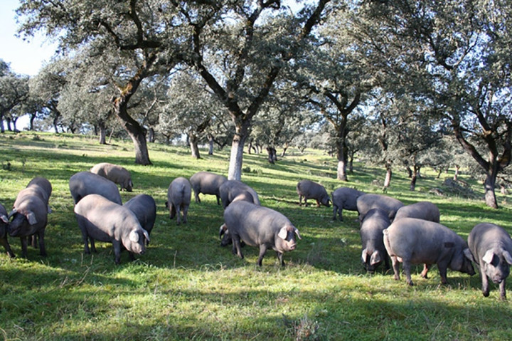 Theo đó, lợn Iberico được nuôi hữu cơ hoàn toàn, bằng phương pháp chăn nuôi gia súc kết hợp canh tác rừng. Ảnh: Getty