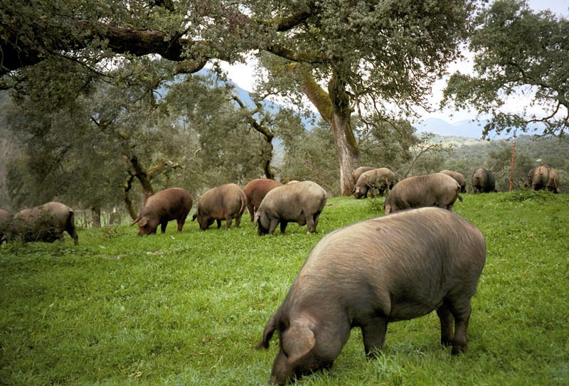 Những chú lợn đen sẽ ăn các loại quả trong rừng như sồi, cỏ, ôliu, các loại quả mọng, hạt, ngũ cốc, đậu... Ảnh: An Khang Wine