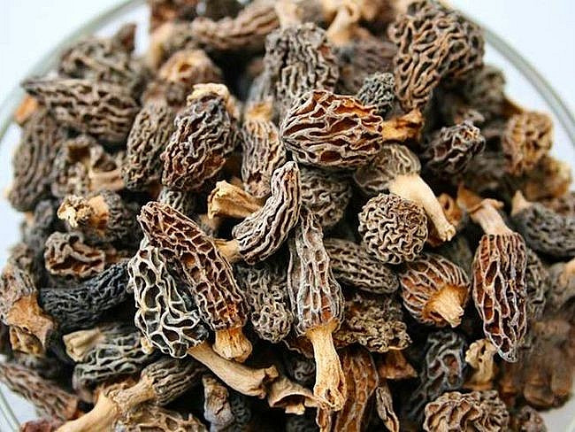 Do không thể nuôi trồng được nên nấm bụng dê trở thành món quý hiếm ở các nhà hàng Á Âu trên khắp thế giới.