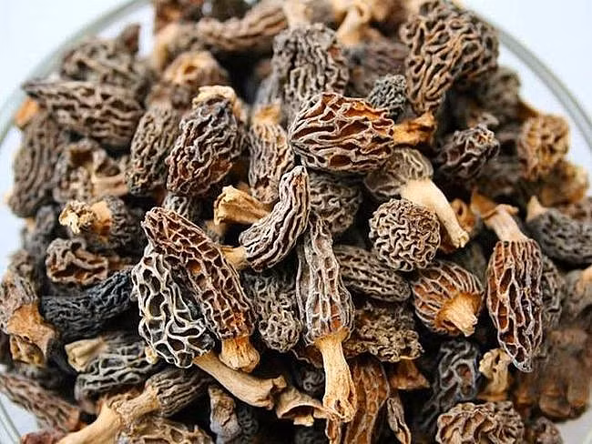 Do không thể nuôi trồng được nên nấm bụng dê trở thành món quý hiếm ở các nhà hàng Á Âu trên khắp thế giới.