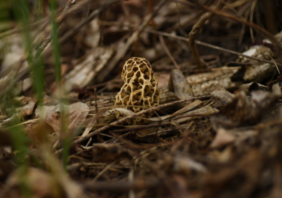  Nấm bụng dê được bán lẻ với giá từ 500 - 600 USD/kg (tương đương hơn 11 - hơn 14 triệu đồng).