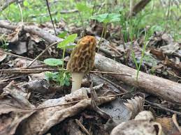 Một chuyến đi hái nấm bụng dê thường kéo dài từ 5 - 6 giờ và có thể chỉ thu được 20 đến 30 gam, thậm chí phải về tay không.