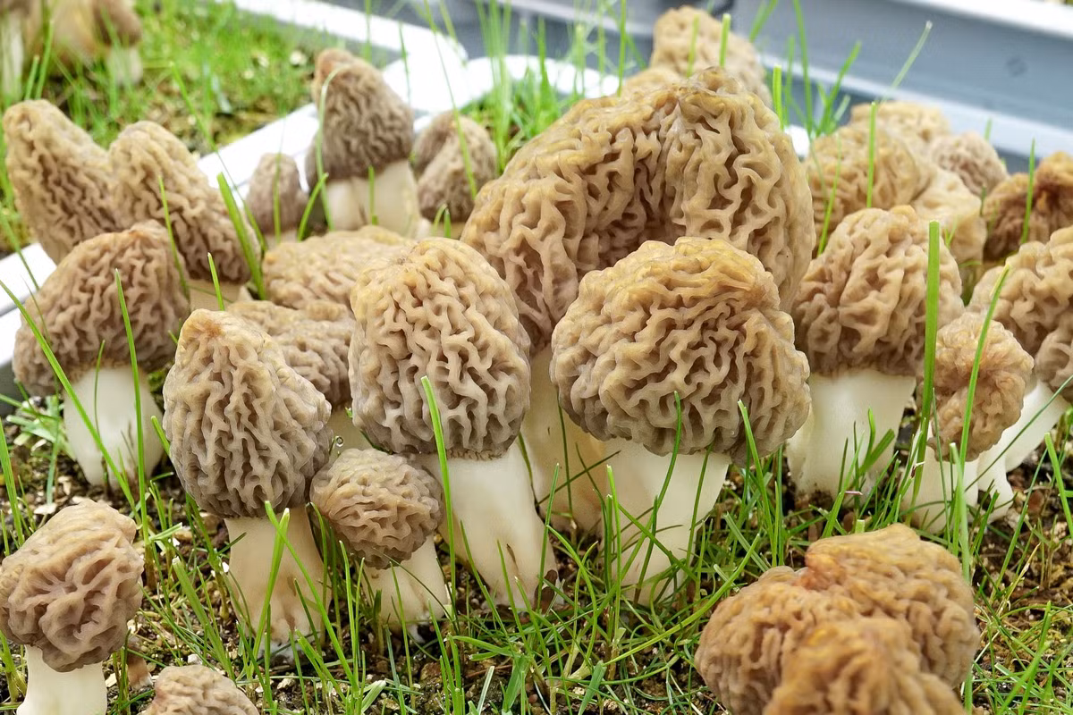 Việc thu hoạch nấm bụng dê cũng không đơn giản vì chúng thường ẩn mình dưới cỏ, và được ngụy trang bằng màu nâu và phần ngọn nhăn nheo.